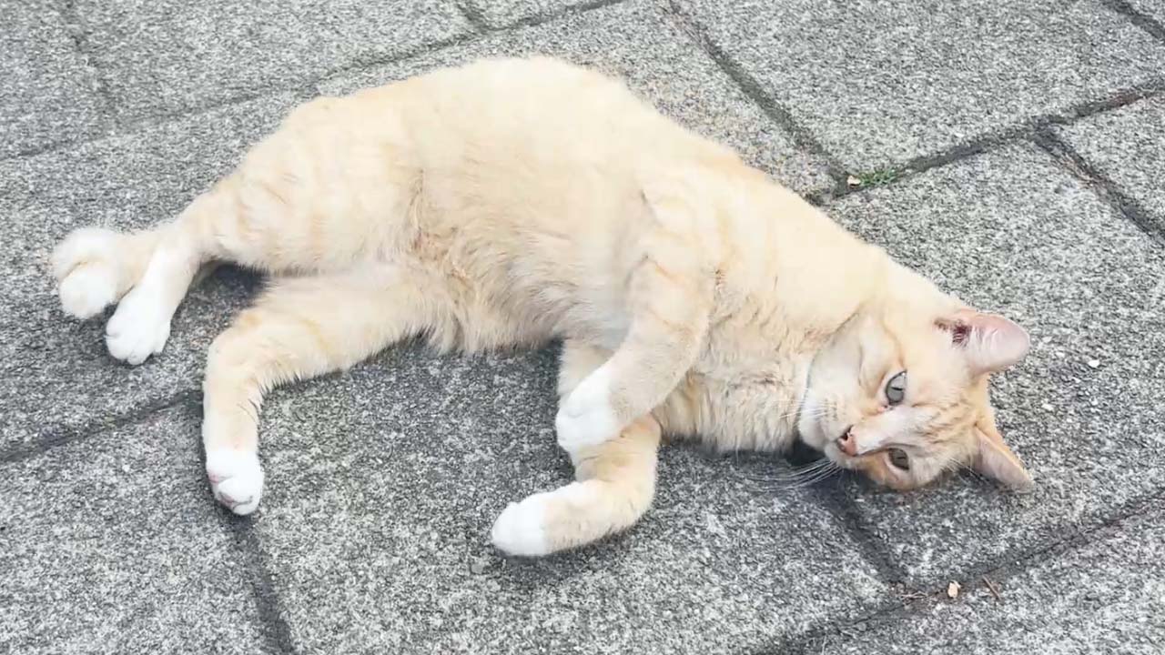 Simba lying on his side in one of several body positions on the garden paving